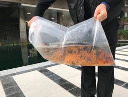 fish return to watergrdens 1