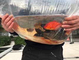 fish return to watergrdens 2