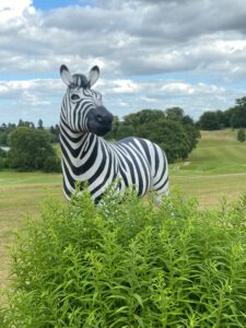 Zebra on the Golf Course