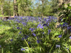 Bluebell wood at the Arden Hotel and Country Club