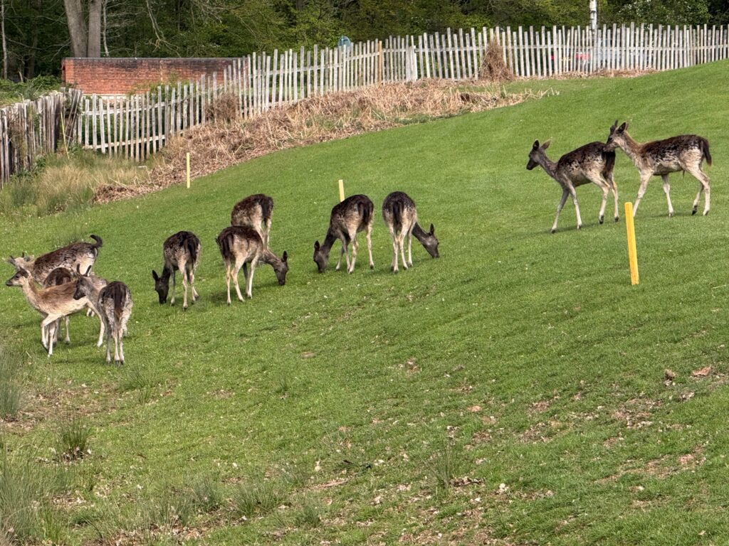 Roaming deer throughout the Arden Hotel and Country Club golf lawns