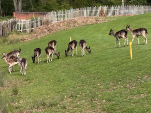 Roaming deer throughout the Arden Hotel and Country Club golf lawns